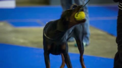 Owner pull out ball from doberman mouth. Close up on playful dog holding on to yellow small ball