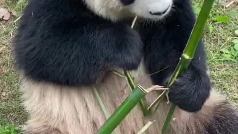 Pandas are eating bamboo