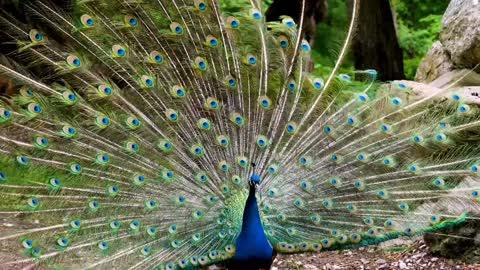 The peacock is dancing to match its beautiful feathers.