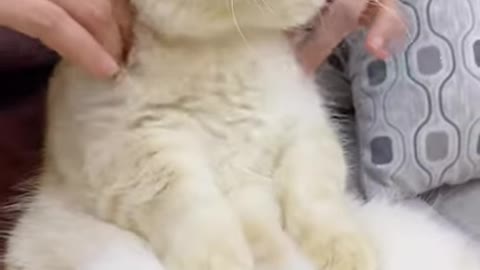 Cat getting massage