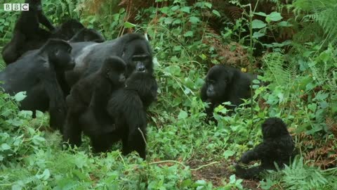 #Gorilla #SpyInTheWild #Wildlife Spy Gorilla Comes Face To Face With Alpha Silverback