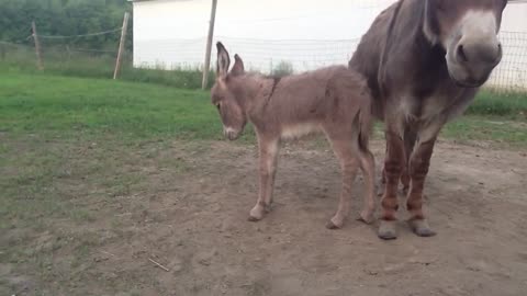 Newborn Donkey Starts Feeling Sleepy. What Happened Next Cracked Me Up.