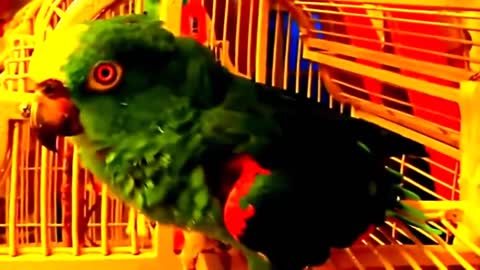 Parrot singing and talking.