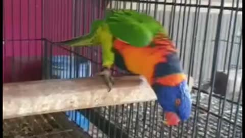 Parrot are talking