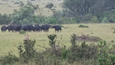 Lions hunting a buffelo herd for survival