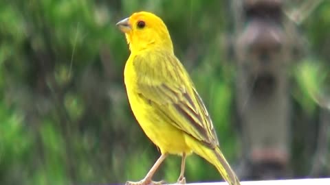 Earth canary singing with a lot of rain ....Canário da terra cantando com muita chuva