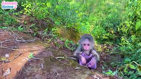 Monkey 🙊 funny footage.... Mr tucke channel