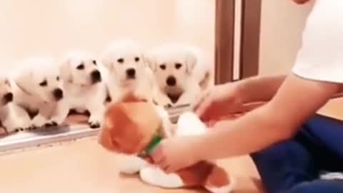 pop traning cute puppies#shorts #forwards #puppies #potty #trainer #funny #video #like #subs