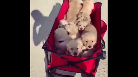 Golden Retriever Puppies Cute and Funny Video 2021