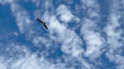 Osprey at Fort De Soto April 4 2024