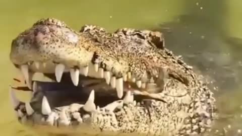 The crocodile eats the crab