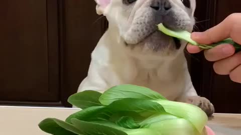 Dog Eating ASMR Video Mukbang