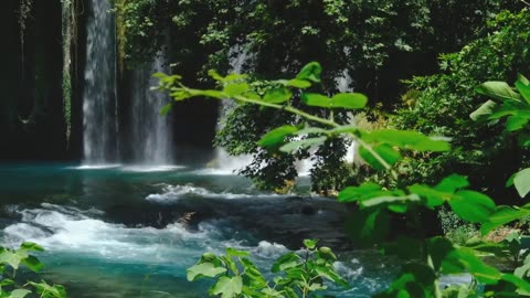 Forest Meditation, Sounds of Nature