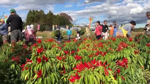 Hawk Claw Chilies - Japan Chili Farming and Harvest - Japanese traditional spices