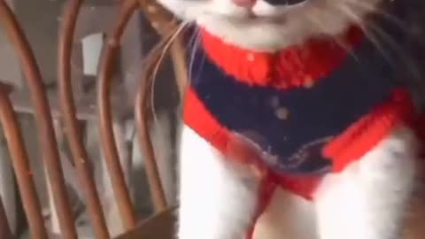 Amazing cat is wearing glasses with attitude