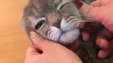 Funny cats & Adorable Babies