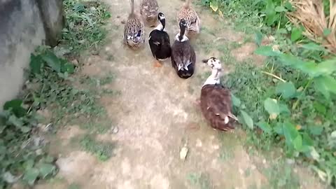 Ducks Running Competition 🦢🦢🦢 | 😄😄Funny Videos