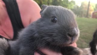 Baby Bunny Wiggles His Nose