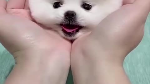 cute dog video