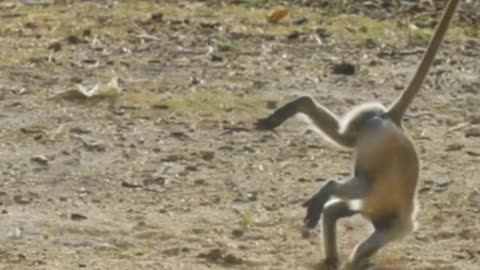 38 Second Monkey Funny Video #