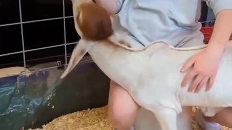 A girl heartwarming bond with a baby cow❤