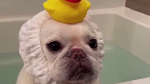 It's Bath Time! Cute dog with his little duck