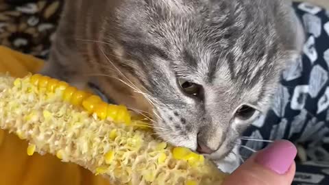 What delicious corn!