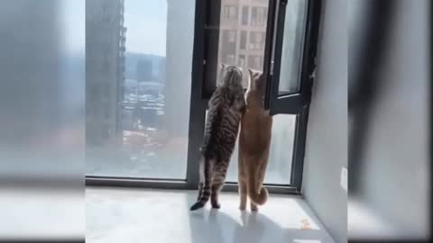 Cats look out of the window