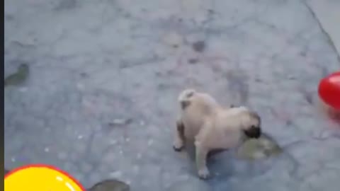 Pug Ballon play