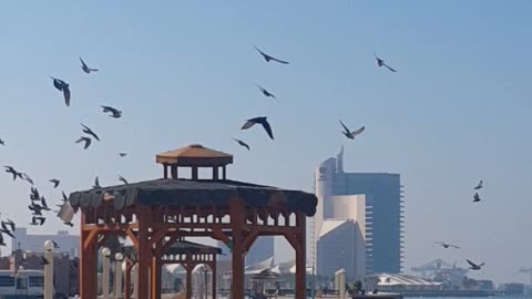 lovely pigeon flight near beach