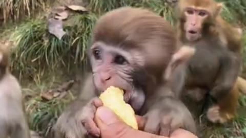 Lovely monkey and funny monkey and cute monkeys