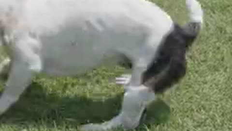 Dog playing