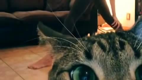 Cute cat Wanted Attention | Funny cat Videobomb