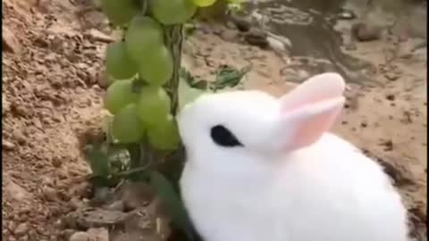 Rabbit with beautiful eyes