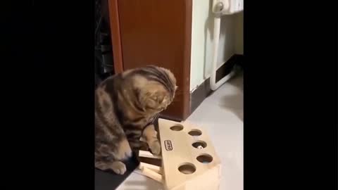 Funny Cat moments