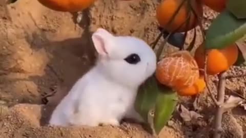 Best Funny Animal videos