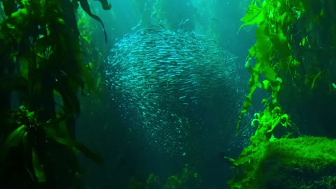 See what a beautiful sight a fish swarm made in the sea