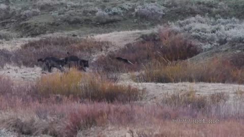 Wolves chase a grizzly