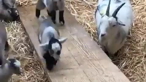 Baby goats having fun! 😊