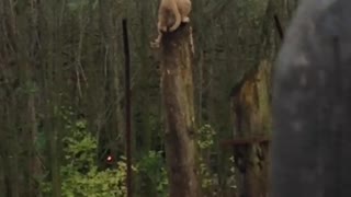 Two mountain lion cubs in back yard