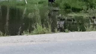 Bull Moose Plays in Pond