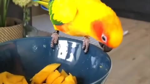 FUNNY AND CUTE BIRDS 🦜🦜🐦🐦🐤🕊️