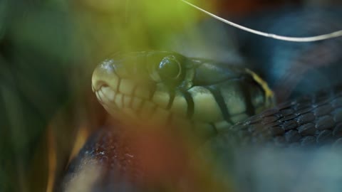 Dice Snake Swims through Marshes of Swamp Thickets and Algae