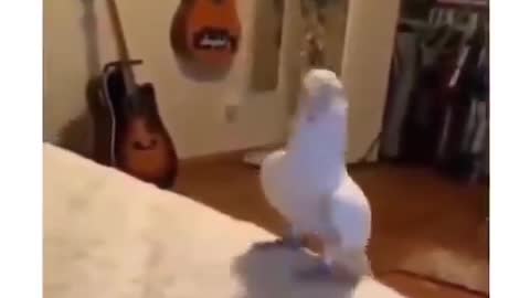 Bird Dancing To Music