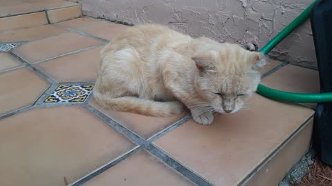 Gato En Siesta V