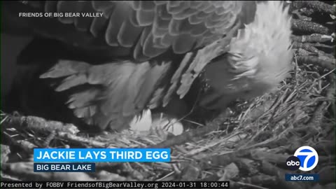 Jackie and Shadow_ Big Bear_s famous bald eagles_ protect their 3 new eggs from snow