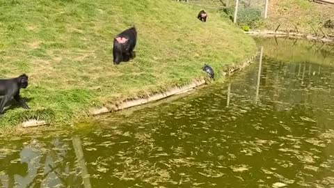 Mischievous Monkey Pushes Turtle into Pond