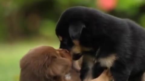 The Cutest Dogs Ever! Playing with Each other… this so lovely!