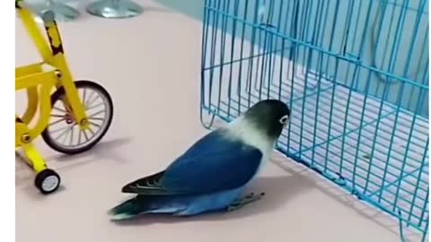 So sweet and cute smart parrot Funny #short video