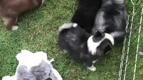 A group of Happy Puppies